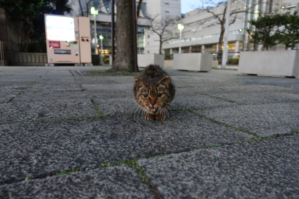 f:id:shigeo-t:20170128042647j:plain f:id:shigeo-t:20170128042647j:plain