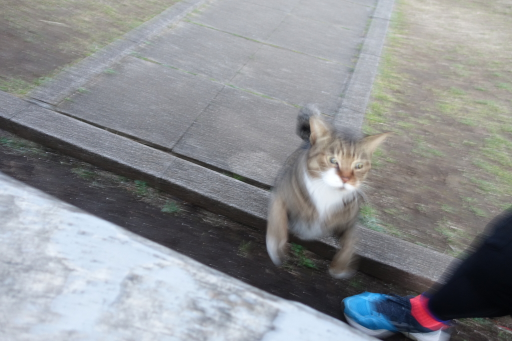 f:id:shigeo-t:20170128044005j:plain f:id:shigeo-t:20170128044005j:plain