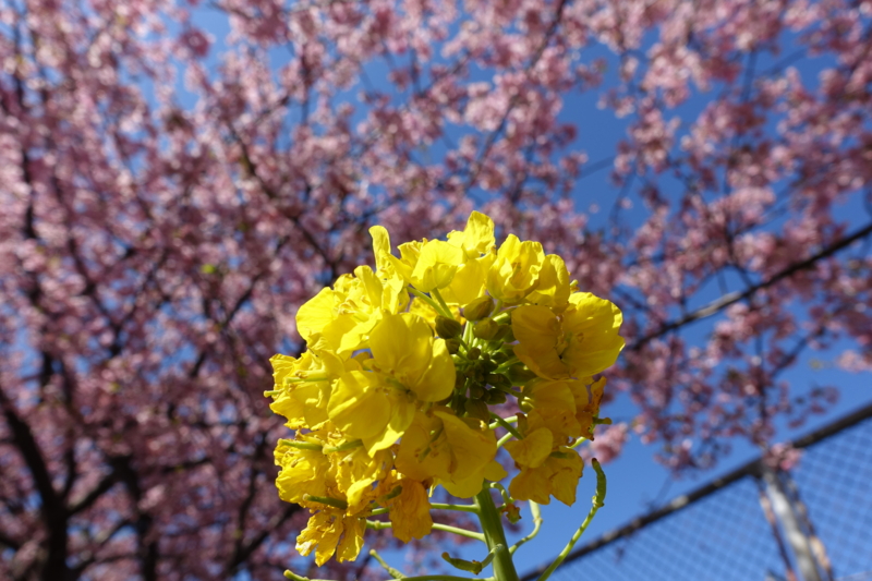 f:id:shigeo-t:20170219134719j:plain f:id:shigeo-t:20170219134719j:plain