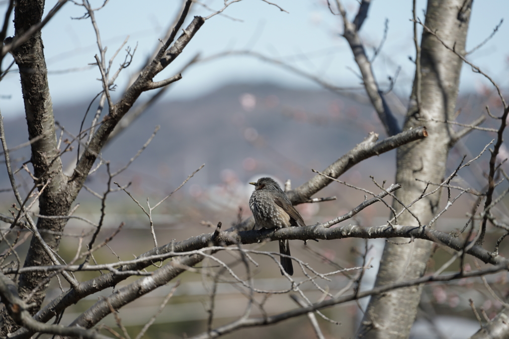 f:id:shigeo-t:20170220033015j:plain f:id:shigeo-t:20170220033015j:plain