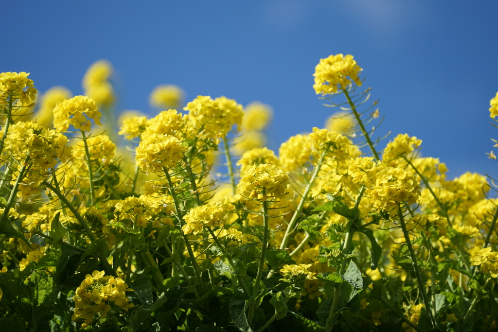 f:id:shigeo-t:20170220033627j:plain f:id:shigeo-t:20170220033627j:plain