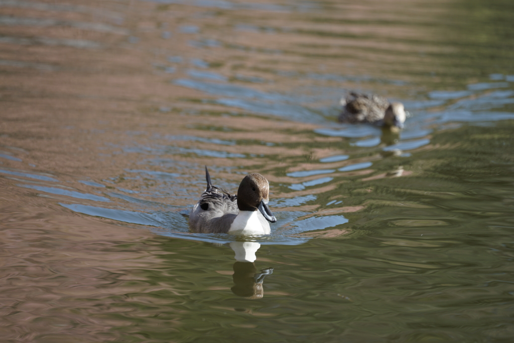 f:id:shigeo-t:20170220034151j:plain f:id:shigeo-t:20170220034151j:plain