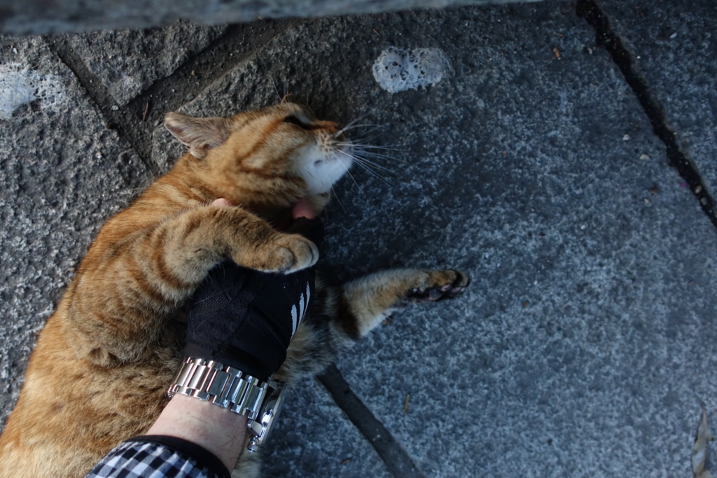 f:id:shigeo-t:20170317025251j:plain f:id:shigeo-t:20170317025251j:plain