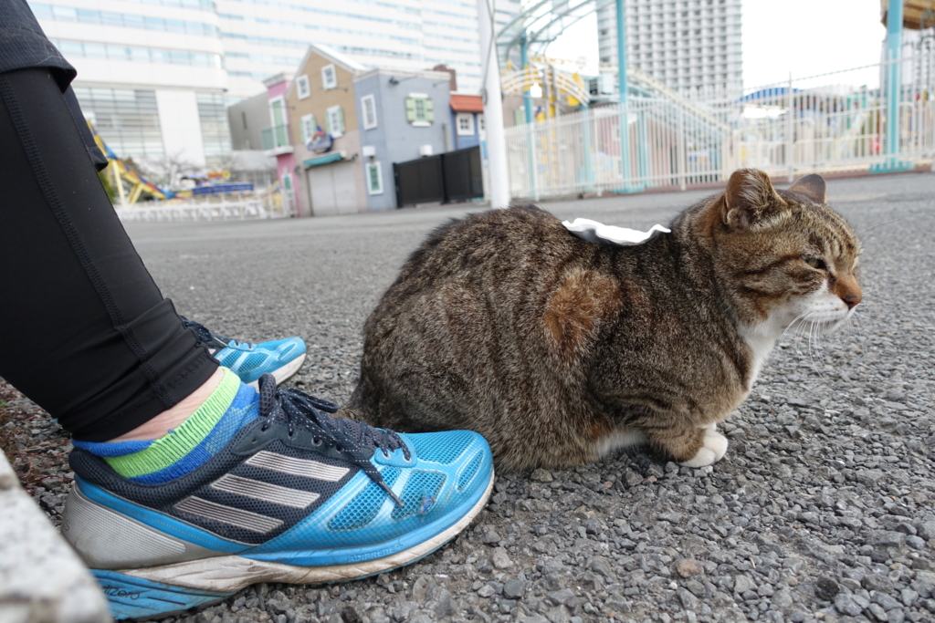 f:id:shigeo-t:20170326033103j:plain f:id:shigeo-t:20170326033103j:plain