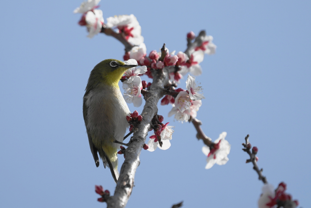 f:id:shigeo-t:20170410030708j:plain f:id:shigeo-t:20170410030708j:plain