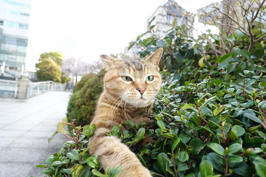 f:id:shigeo-t:20170419035637j:plain