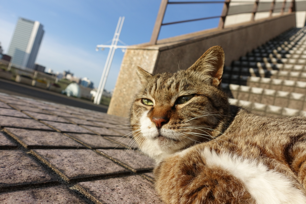 f:id:shigeo-t:20170430032652j:plain