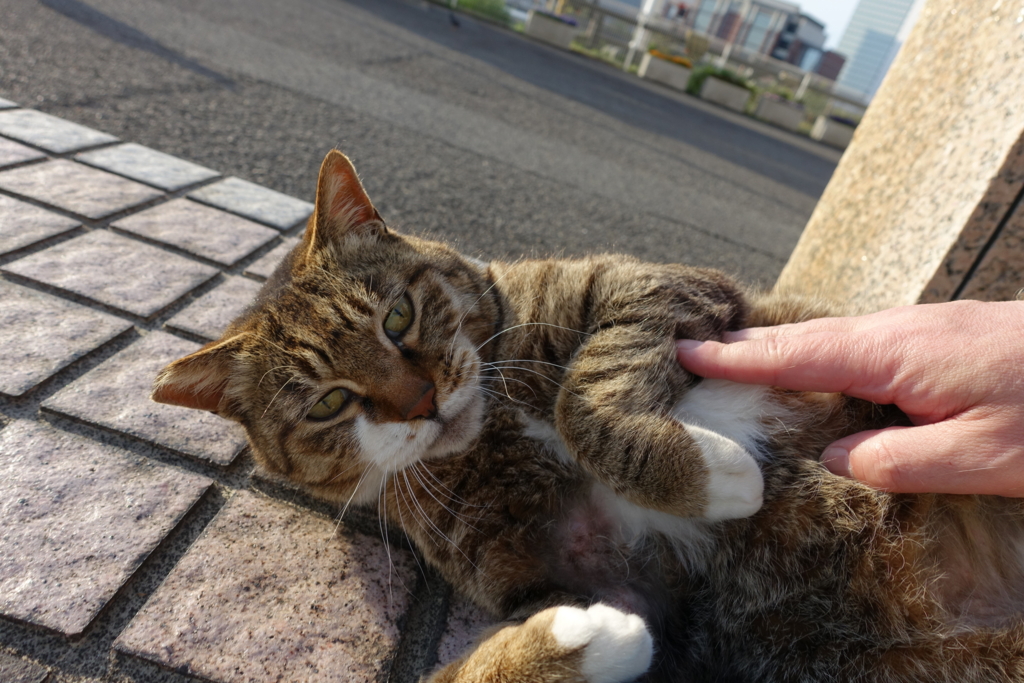 f:id:shigeo-t:20170430032815j:plain
