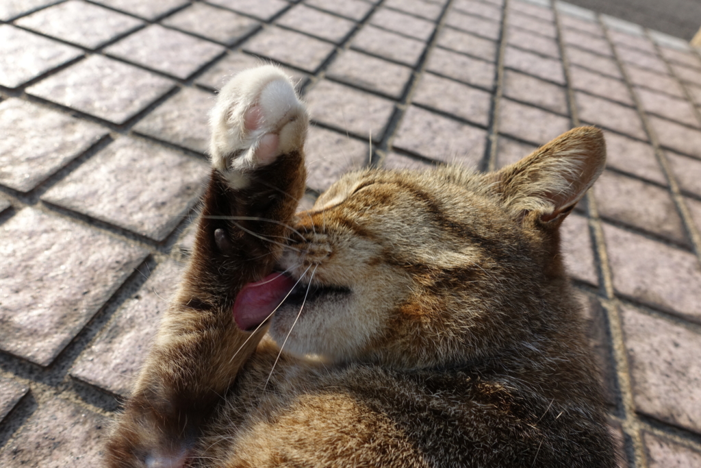 f:id:shigeo-t:20170501034202j:plain