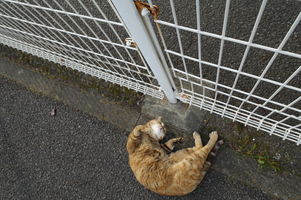 f:id:shigeo-t:20170514033232j:plain f:id:shigeo-t:20170514033232j:plain