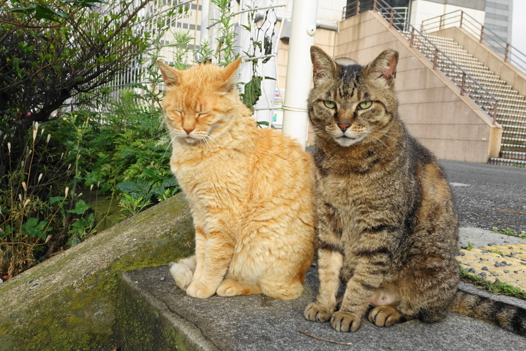 f:id:shigeo-t:20170604031733j:plain