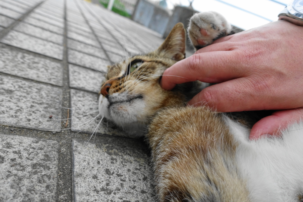 f:id:shigeo-t:20170616011008j:plain f:id:shigeo-t:20170616011008j:plain