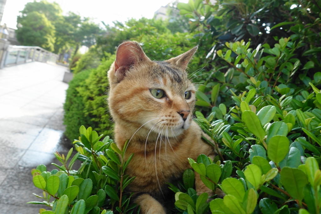 f:id:shigeo-t:20170620021351j:plain f:id:shigeo-t:20170620021351j:plain