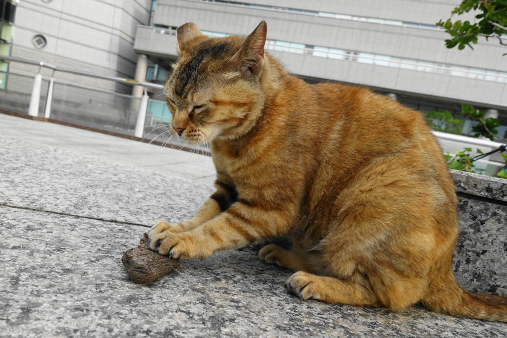 f:id:shigeo-t:20170620023258j:plain f:id:shigeo-t:20170620023258j:plain