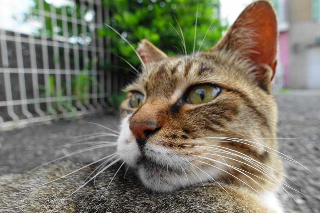 f:id:shigeo-t:20170717032355j:plain