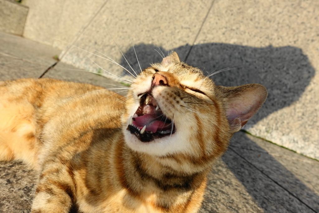 f:id:shigeo-t:20170721002309j:plain f:id:shigeo-t:20170721002309j:plain