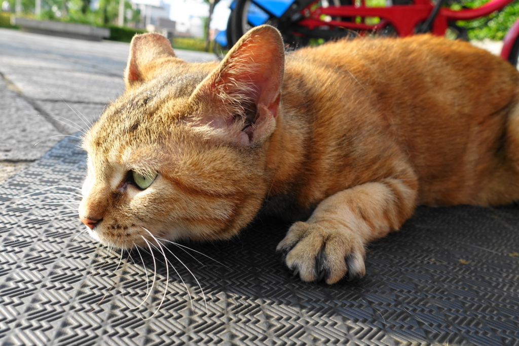f:id:shigeo-t:20170721003536j:plain f:id:shigeo-t:20170721003536j:plain