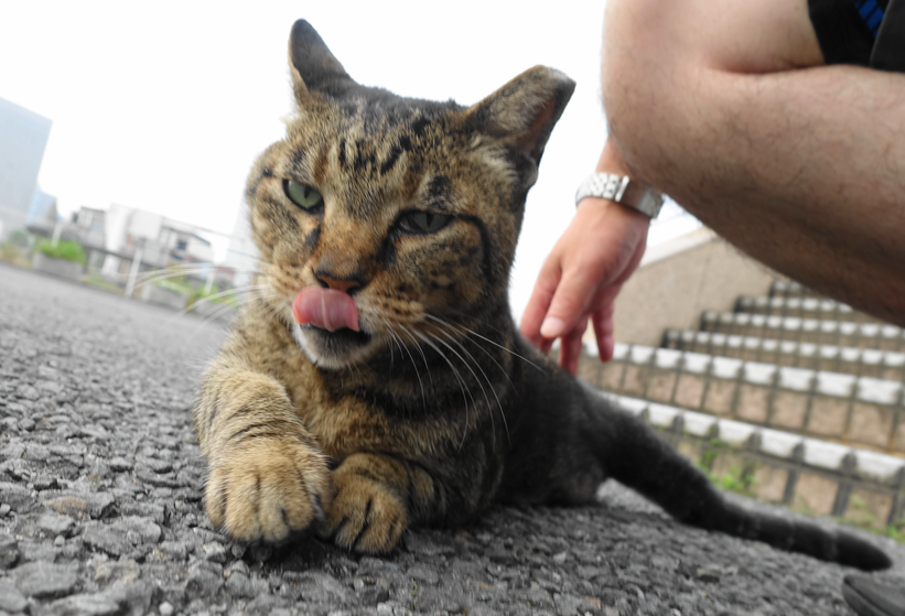 f:id:shigeo-t:20170802033027p:plain
