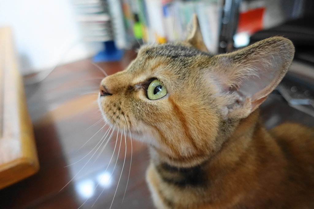 f:id:shigeo-t:20170907020720j:plain