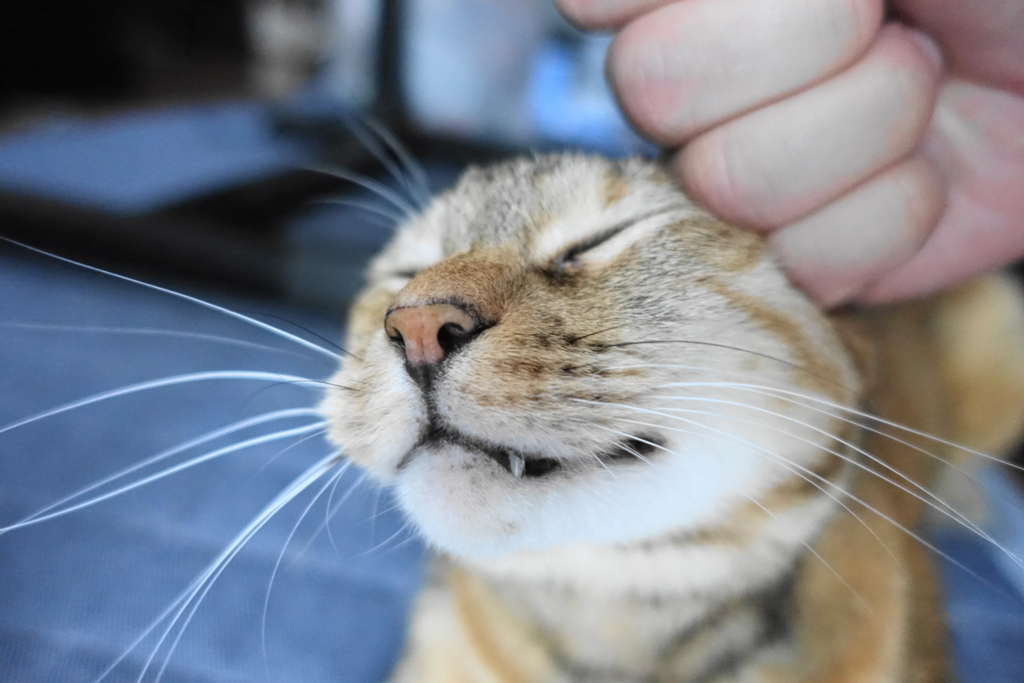 f:id:shigeo-t:20170907021028j:plain