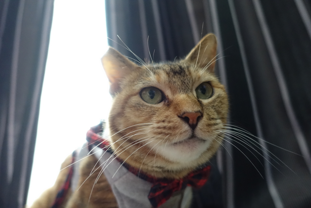 f:id:shigeo-t:20170907021153j:plain