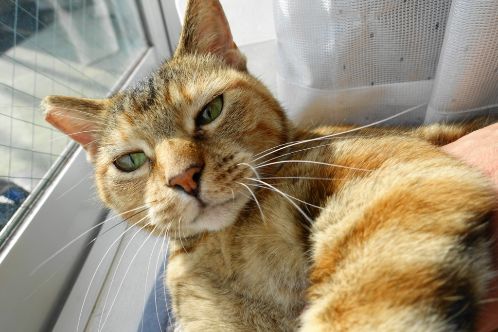 f:id:shigeo-t:20170907021935j:plain