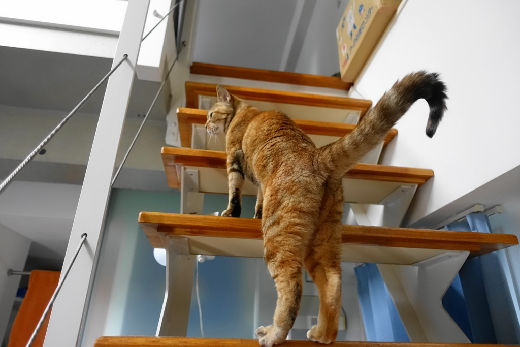 f:id:shigeo-t:20170907022106j:plain