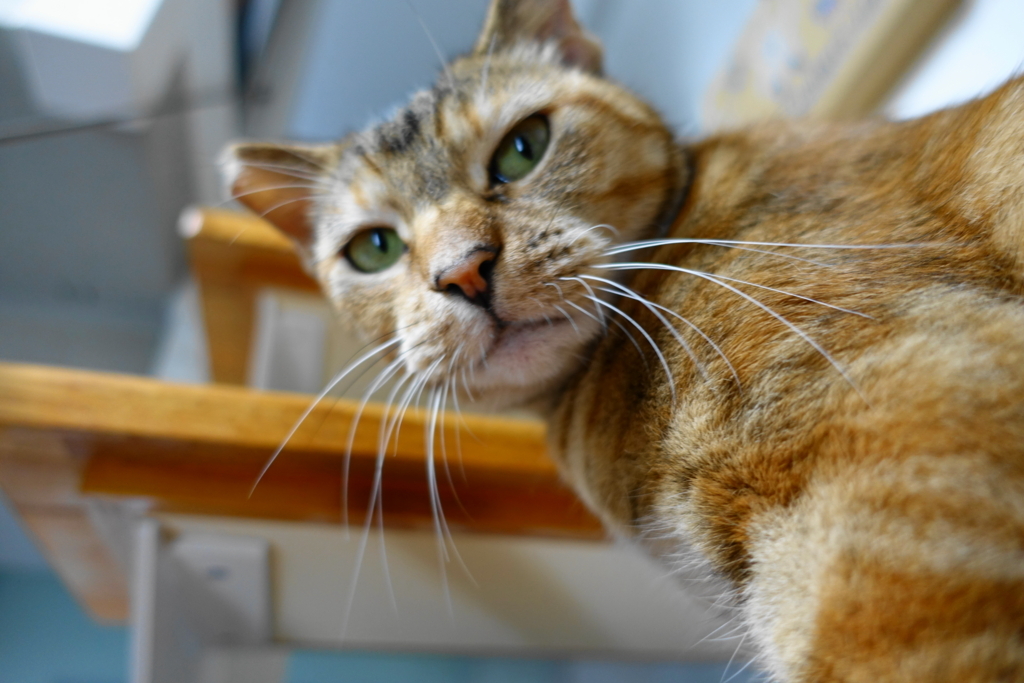 f:id:shigeo-t:20170907022201j:plain