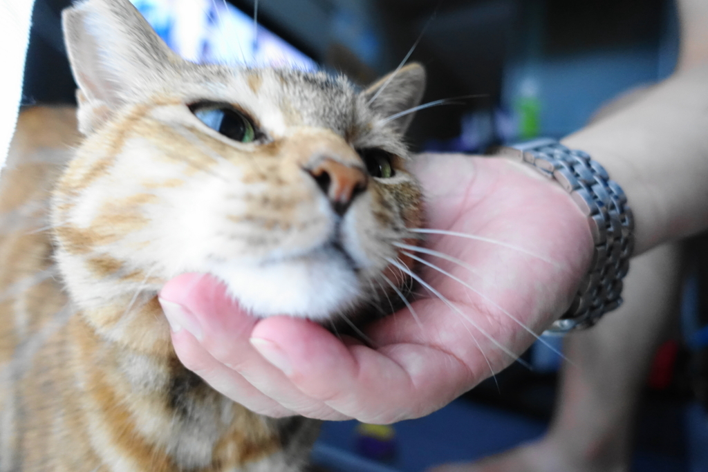 f:id:shigeo-t:20170907023028j:plain