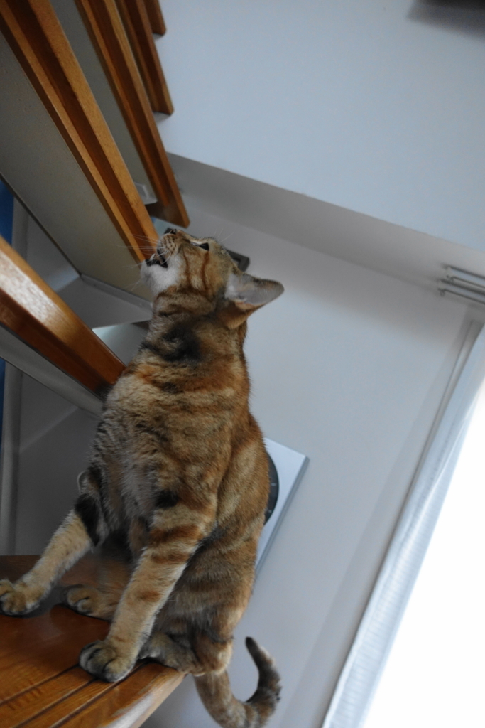 f:id:shigeo-t:20170907023114j:plain