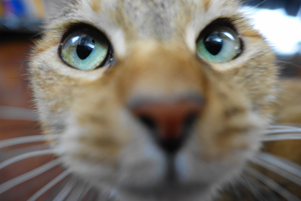 f:id:shigeo-t:20170907024313j:plain