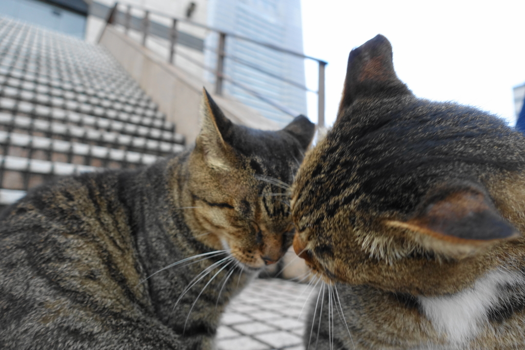 f:id:shigeo-t:20170917193320j:plain f:id:shigeo-t:20170917193320j:plain