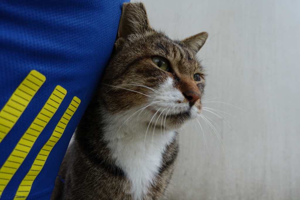 f:id:shigeo-t:20170917202920j:plain f:id:shigeo-t:20170917202920j:plain