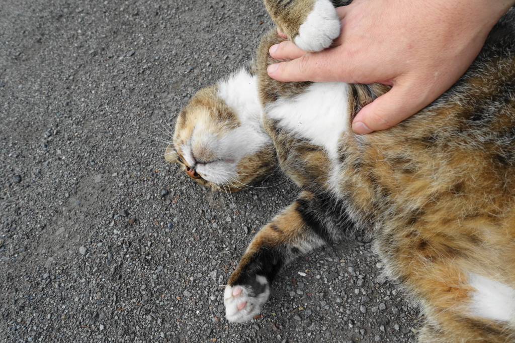 f:id:shigeo-t:20170929115516j:plain