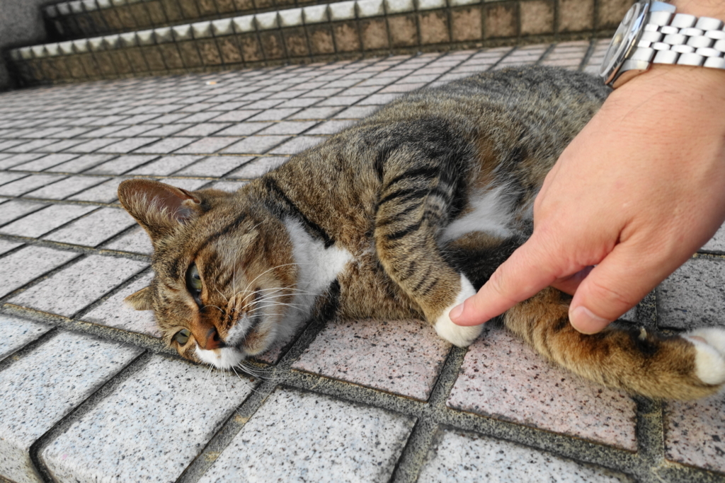 f:id:shigeo-t:20171001103746j:plain f:id:shigeo-t:20171001103746j:plain