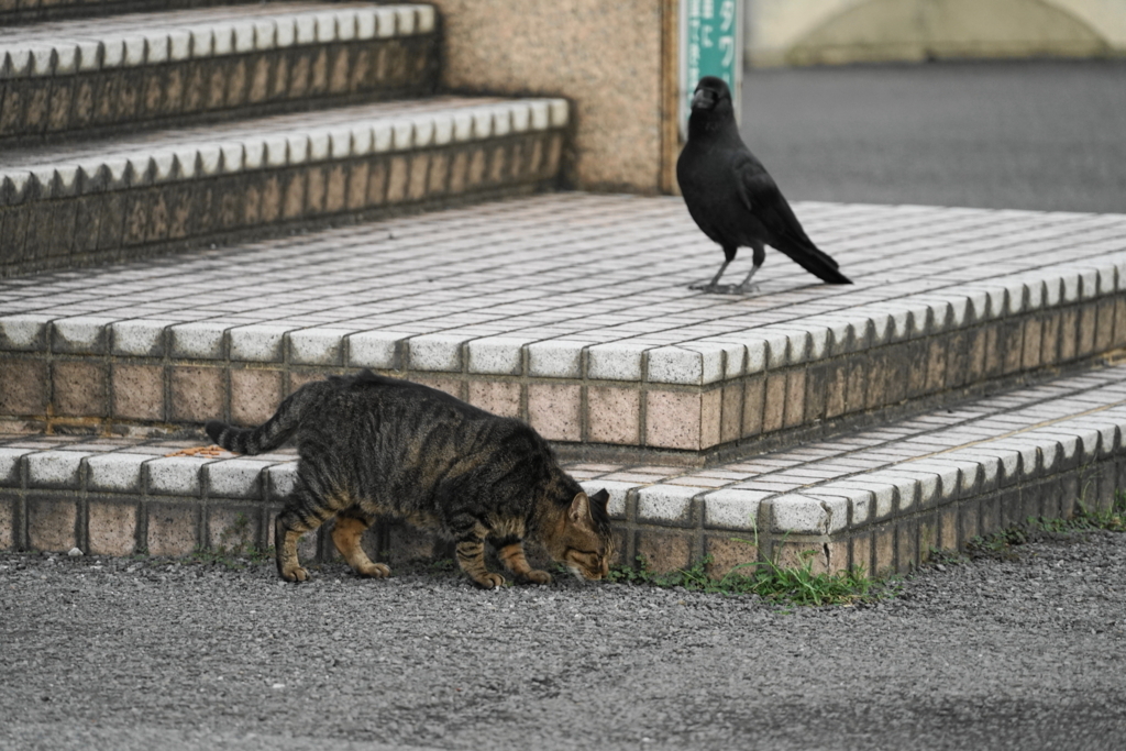 f:id:shigeo-t:20171001105100j:plain f:id:shigeo-t:20171001105100j:plain