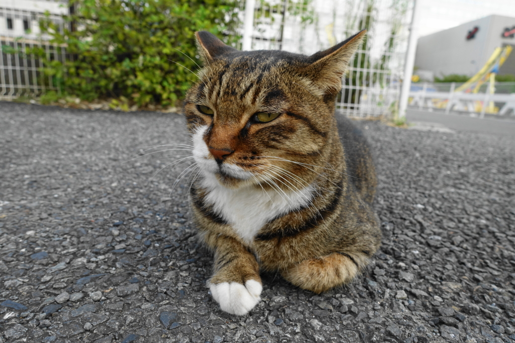 f:id:shigeo-t:20171001110619j:plain f:id:shigeo-t:20171001110619j:plain