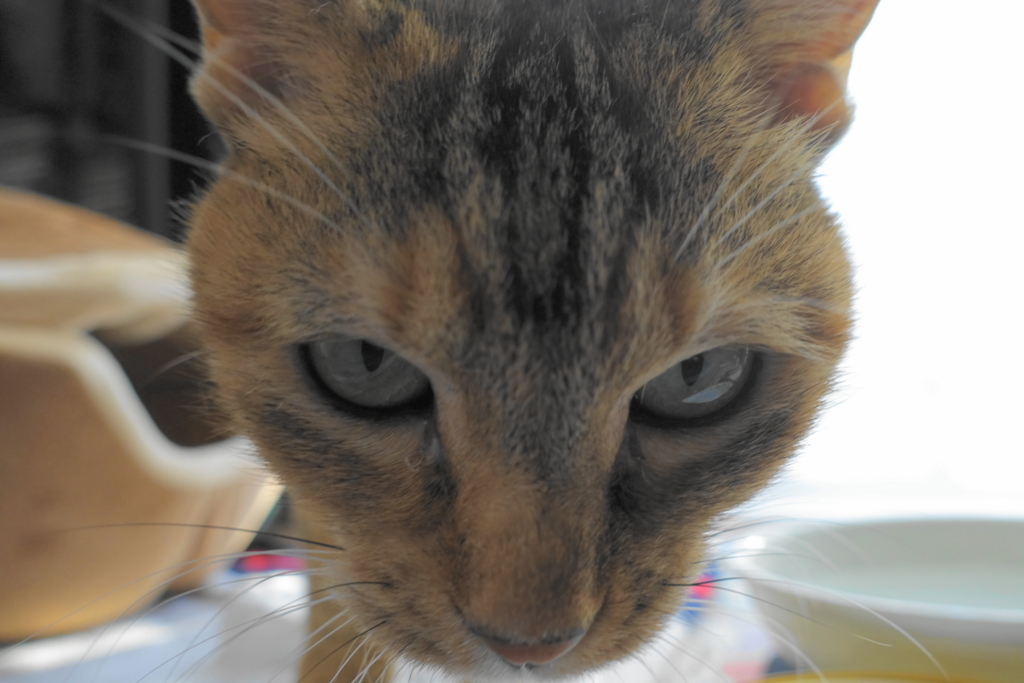 f:id:shigeo-t:20171006034546j:plain f:id:shigeo-t:20171006034546j:plain