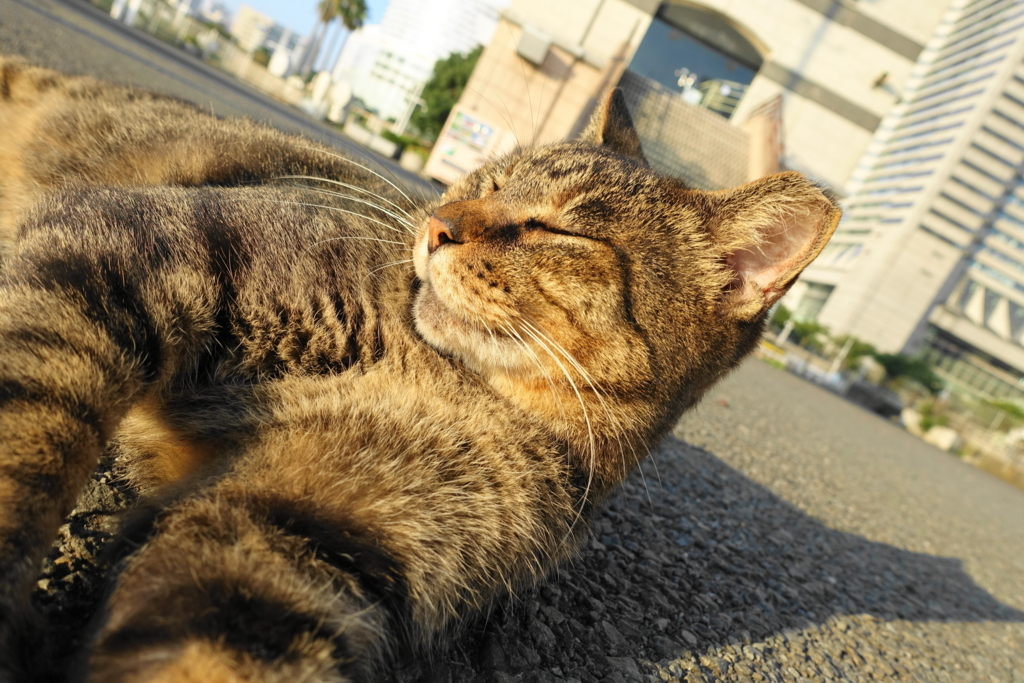 f:id:shigeo-t:20171016113924j:plain f:id:shigeo-t:20171016113924j:plain