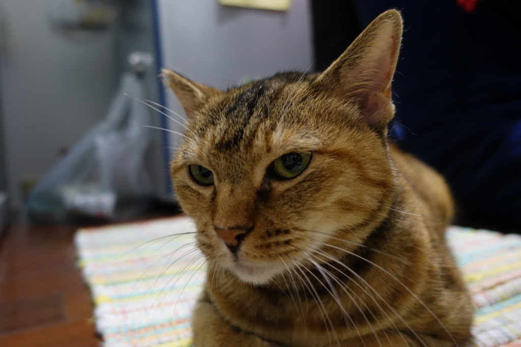 f:id:shigeo-t:20171028190755j:plain f:id:shigeo-t:20171028190755j:plain