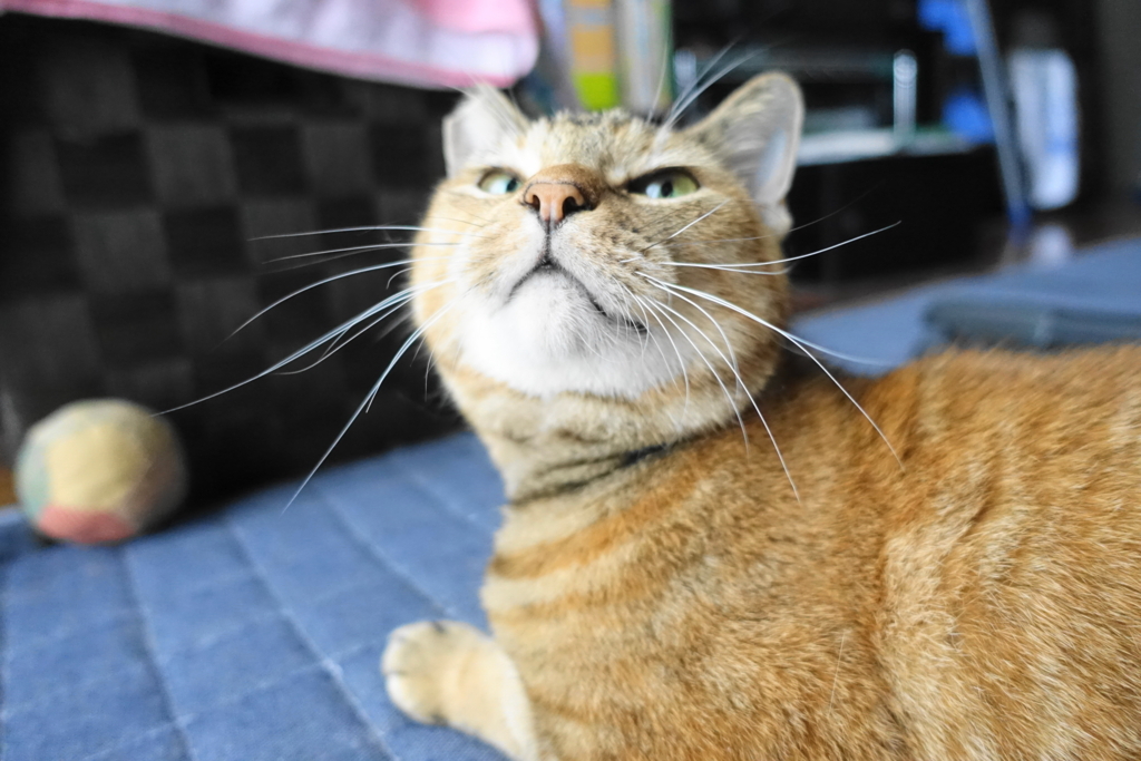 f:id:shigeo-t:20171028191805j:plain f:id:shigeo-t:20171028191805j:plain