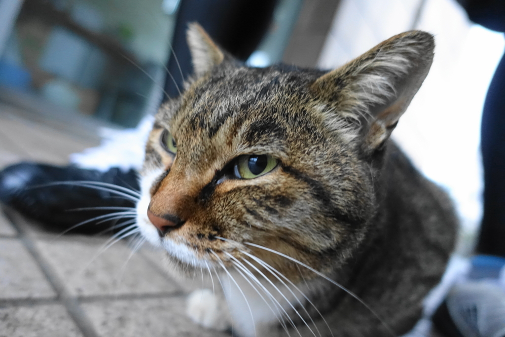 f:id:shigeo-t:20171030114819j:plain