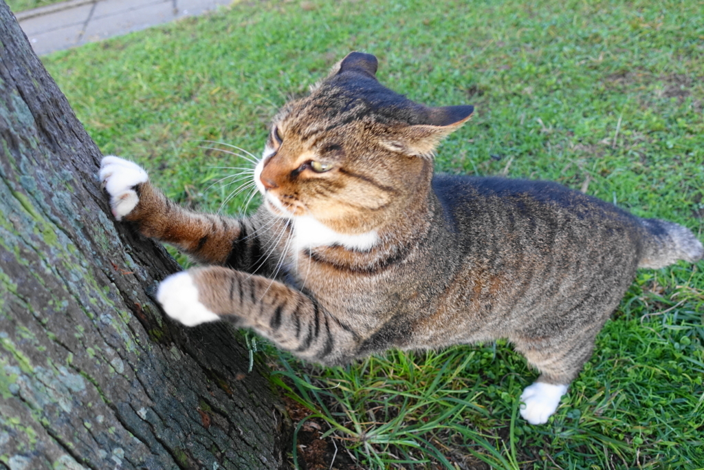 f:id:shigeo-t:20171030115603j:plain