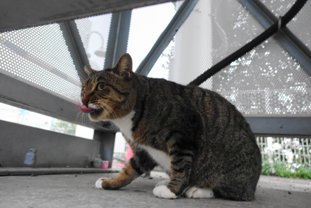 f:id:shigeo-t:20171030123301j:plain