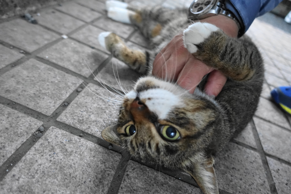 f:id:shigeo-t:20171030123536j:plain