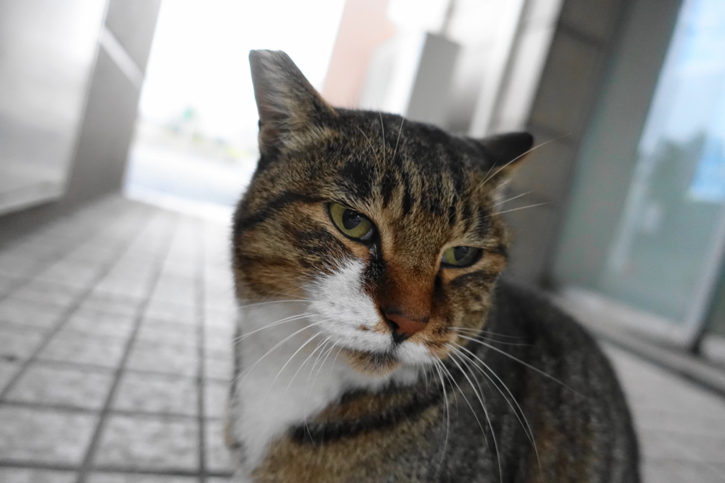 f:id:shigeo-t:20171030123626j:plain