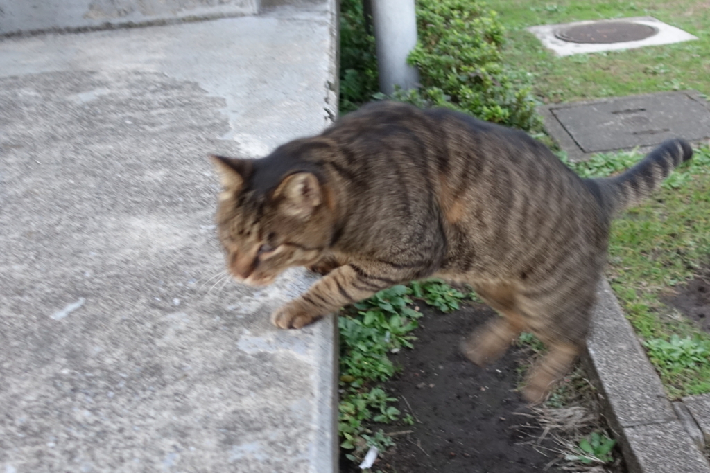 f:id:shigeo-t:20171115114312j:plain f:id:shigeo-t:20171115114312j:plain