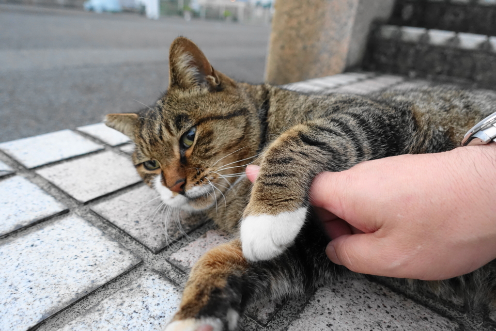 f:id:shigeo-t:20171115120739j:plain f:id:shigeo-t:20171115120739j:plain