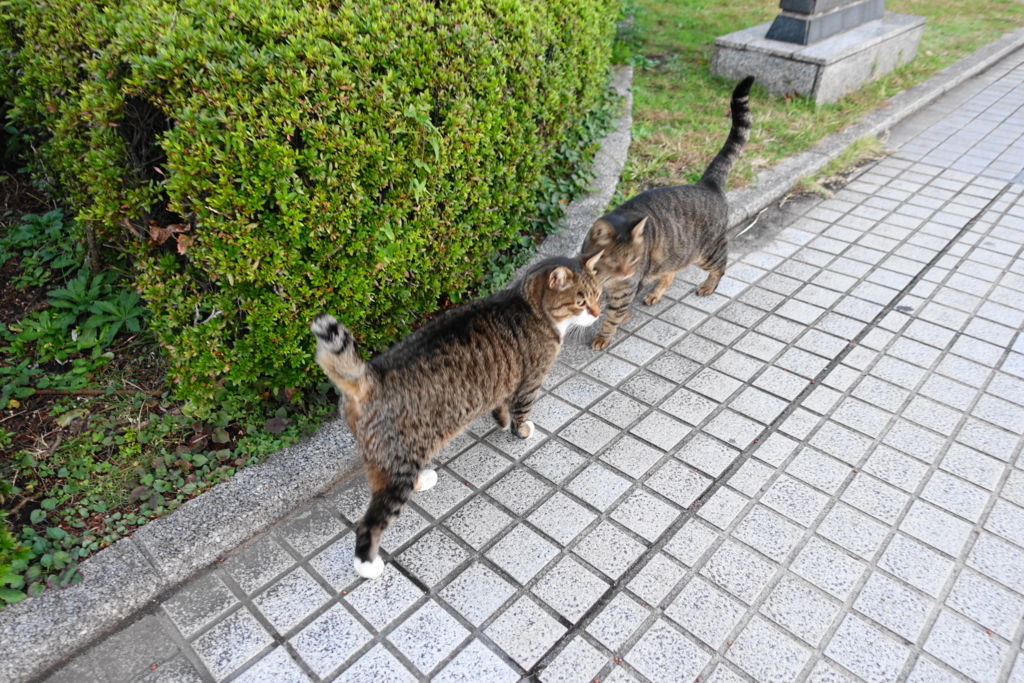 f:id:shigeo-t:20171115121137j:plain f:id:shigeo-t:20171115121137j:plain