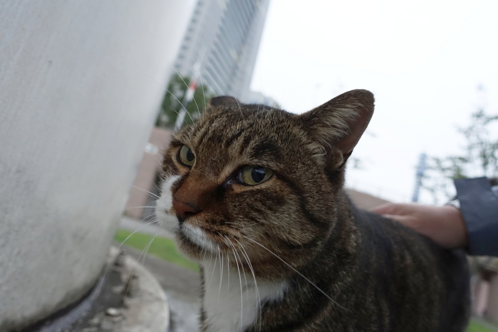 f:id:shigeo-t:20171119111616j:plain
